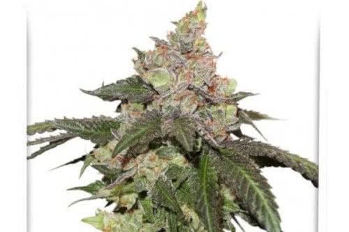 kerosene krash strain plant by dutch passion