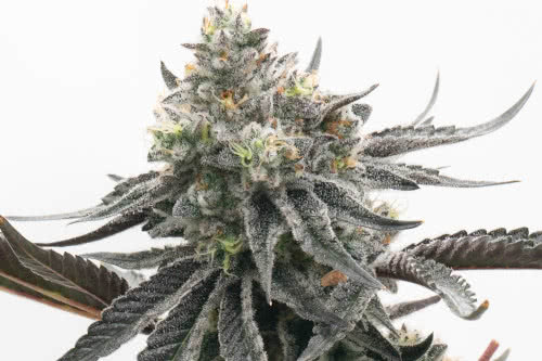 khalifa kush auto strain by homegrown cannabis