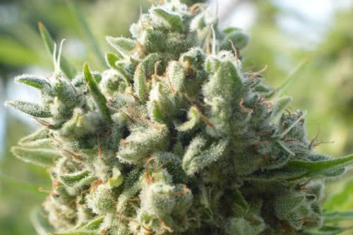 killer a5 haze strain by ace seeds