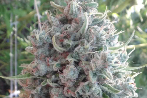 killer a5 haze strain plant by ace seeds