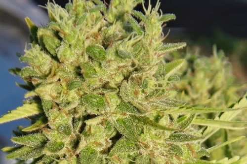 killer a5 haze strain by ace seeds