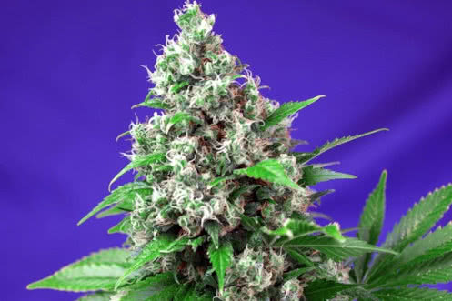 killer kush f1 fast strain plant by sweet seeds