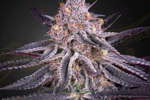 kings juice strain by greenhouse seed co