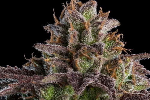 kmintz auto strain by ripper seeds