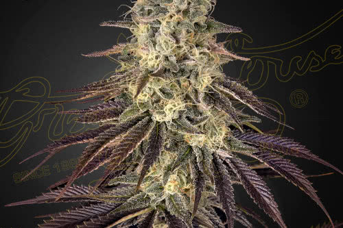 kongs krush by greenhouse seed co