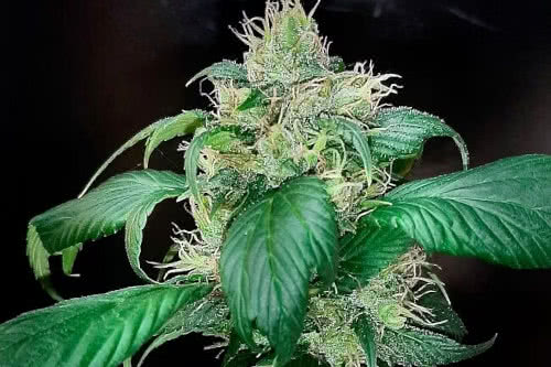 korean bbq gpp strain by terpyz mutant genetics