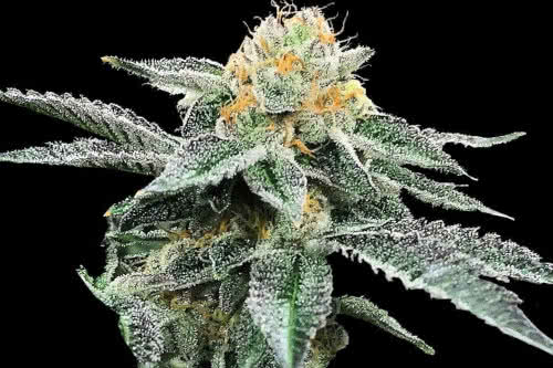 kosher cookies by dna genetics