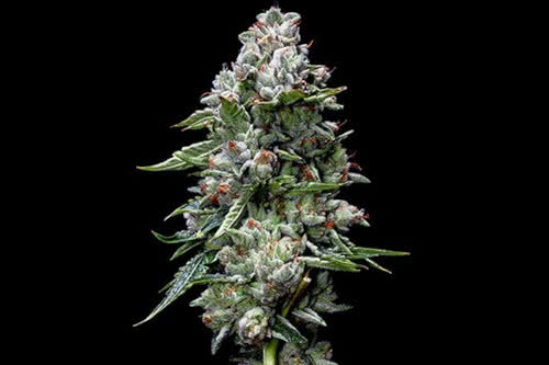 kosher kush strain by dna genetics