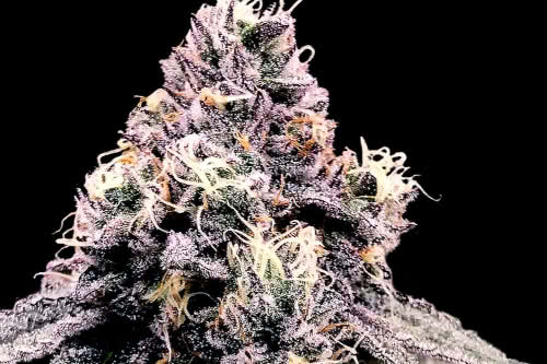 kosher pie strain by dna genetics