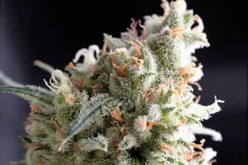 kukulkan strain by pyramid seeds