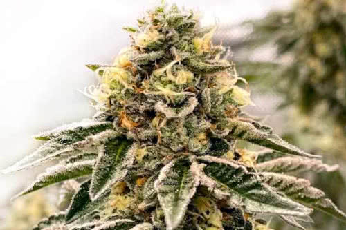 kush mints strain by blimburn