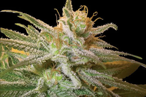 kushberry strain by dna genetics