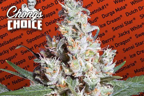 la amnesia chongs choice feminized seeds