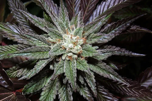 la confidential strain by dna genetics