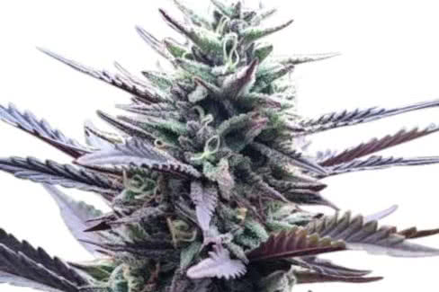 la confidential cannabis plant by ilgm