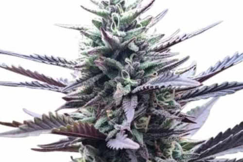 la confidential medical strain by ilgm