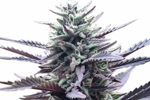 la confidential strain by ilgm