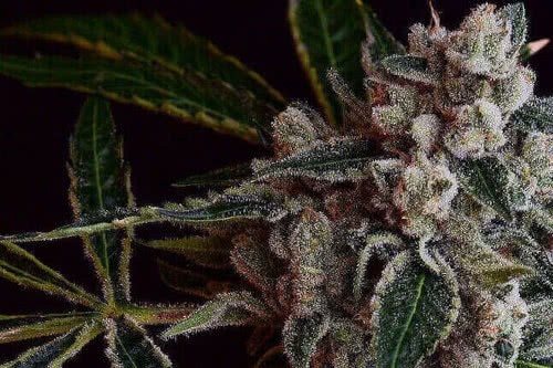 la kosher kush reg strain by green bodhi