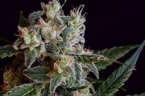 laotian og reg strain by green bodhi