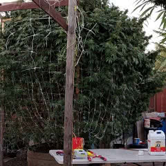 large outdoor cannabis plant, table with growing equipment