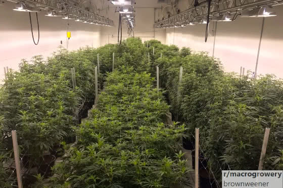 large scale indoor cannabis grow room