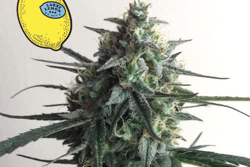 larry lemon og auto strain by seedsman