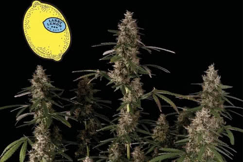 larry lemon og strain by seedsman