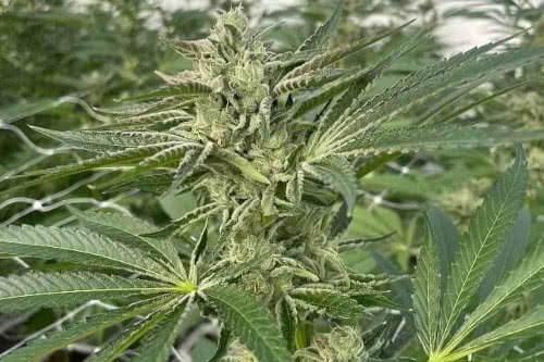 latte latto strain plant by trilogene seeds