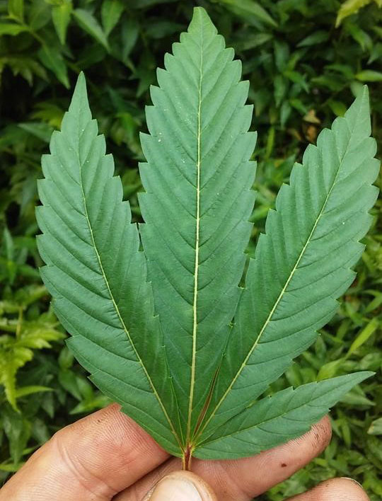 Unique cannabis leaf of the Puna Diesel strain