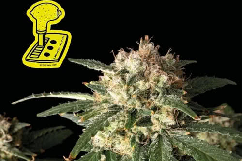 lemon auto strain by seedsman