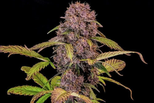 lemon cherry cookies auto strain plant by fast buds