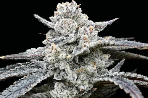 lemon cherry gelato high thc plant by barneys farm