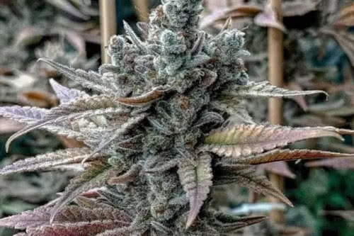 lemon elixir strain plant by solfire gardens