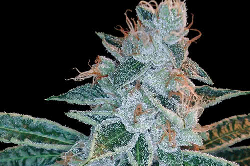 lemon og kush strain by dna genetics