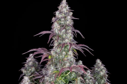 lemon pie auto by fastbuds seeds