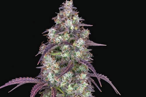 lemon pie auto strain plant by fast buds