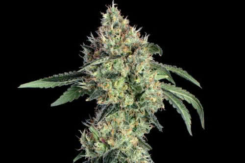 lemon prime strain plant by happy valley genetics