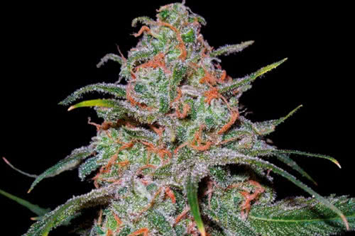 lemon skunk strain by dna genetics