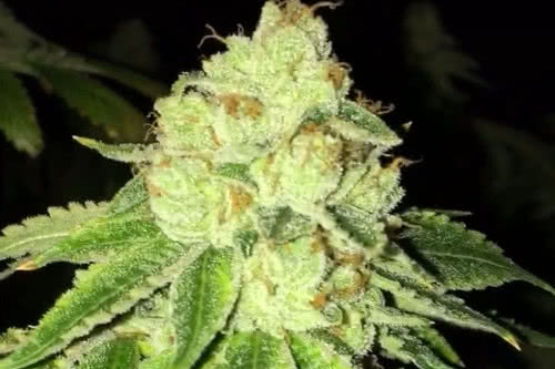 lemon tart strain by the cali connection