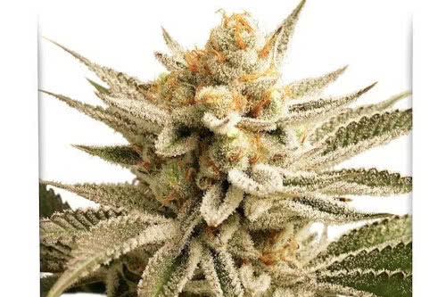 lemon z strain plant by dutch passion
