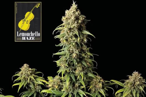 lemonchello haze strain by seedsman