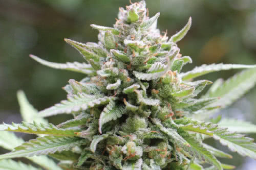 lemongrass plant by humboldt seed co