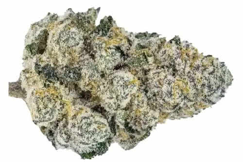 lemonpaya strain bud by fast buds