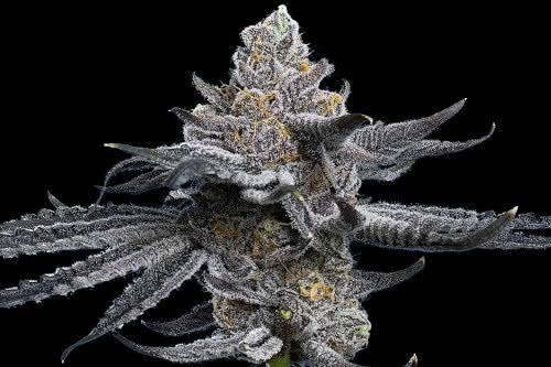 lfg strain plant by barneys farm