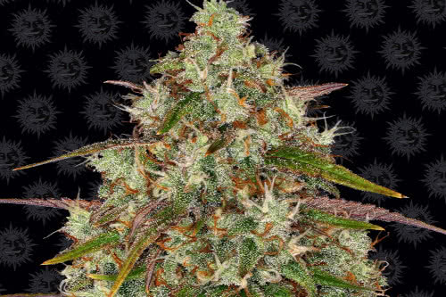 liberty haze strain by barneys farm