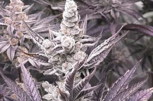 lil sumpin sumpin strain plant by solfire gardens