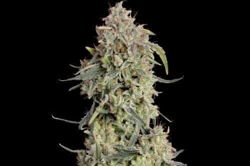 lilac cookies auto strain plant by seedsman