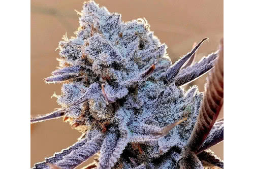 lilac diesel rbx2 strain plant by ethos genetics