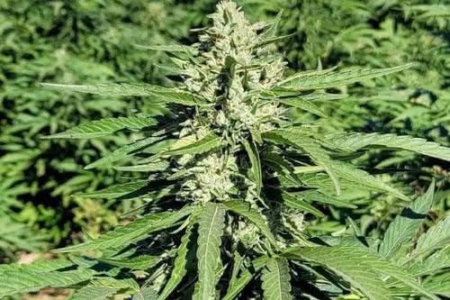 limonene cbd strain plant by trilogene seeds