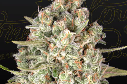 lost pearl by greenhouse seed co